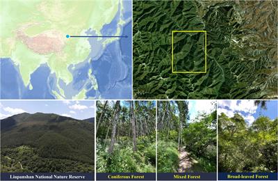 A comparison of microbial composition under three tree ecosystems using the stochastic process and network complexity approaches